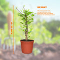 18-20 Inch Ruixue Apple Tree Live Indoor Plant-Late-Maturity Dwarf,First-Year Harvest,fruit Tree For Indoors,Home,Gardens Decoration(Pot Not Included)