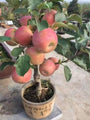 18-20 Inch Ruixue Apple Tree Live Indoor Plant-Late-Maturity Dwarf,First-Year Harvest,fruit Tree For Indoors,Home,Gardens Decoration(Pot Not Included)