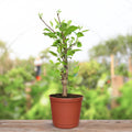 18-20 Inch Ruixue Apple Tree Live Indoor Plant-Late-Maturity Dwarf,First-Year Harvest,fruit Tree For Indoors,Home,Gardens Decoration(Pot Not Included)